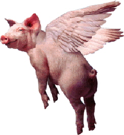 Pig-200-ANI03